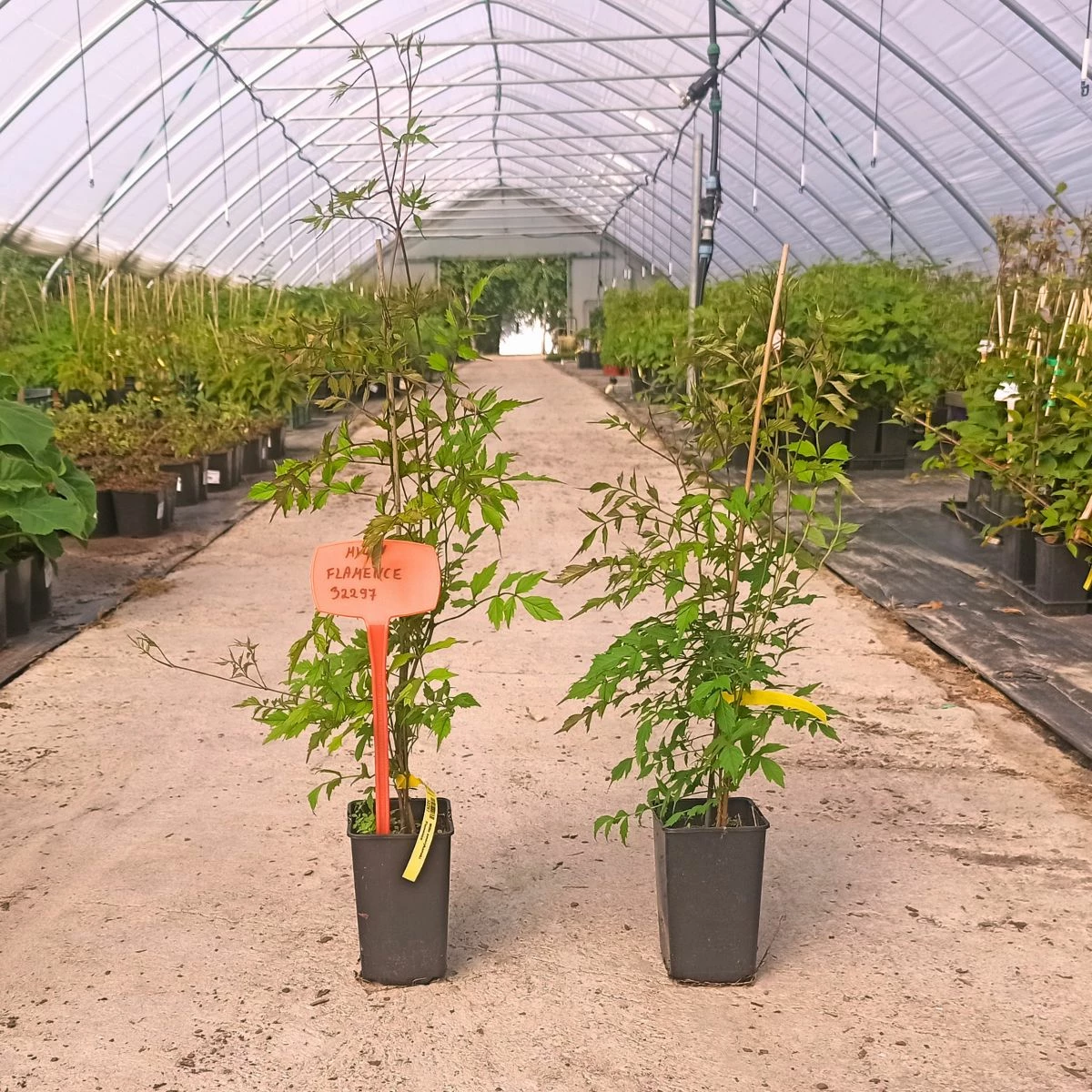 Milin Amerykański Flamenco - obrazek 3