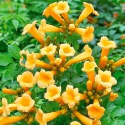 Milin Amerykański Flava