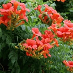 Milin Amerykański Gabor