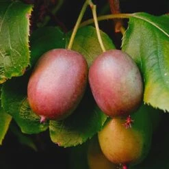 Mini Kiwi Aktinidia Ostrolistna Genewa Żeńska Zielona Z Czerwonym Rumieńcem P14