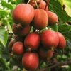 Mini Kiwi Aktinidia Ostrolistna Ken's Red Żeńska Czerwona - C2