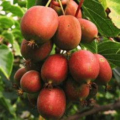 Mini Kiwi Aktinidia Ostrolistna Ken's Red Żeńska Czerwona - C2
