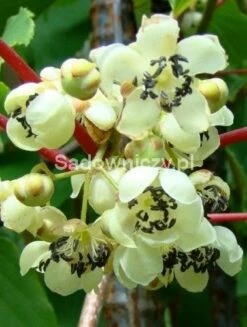 Mini Kiwi Aktinidia Ostrolistna Male Zapylacz