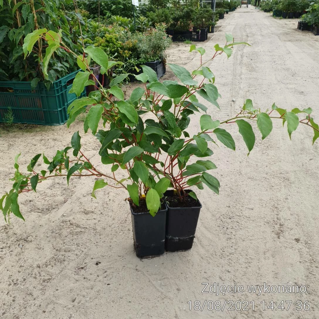 Mini Kiwi Aktinidia Ostrolistna Male Zapylacz - obrazek 5