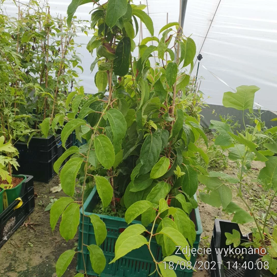 Mini Kiwi Aktinidia Ostrolistna Male Zapylacz - obrazek 4