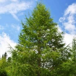 Modrzew Japo艅ski Larix Kaempferi