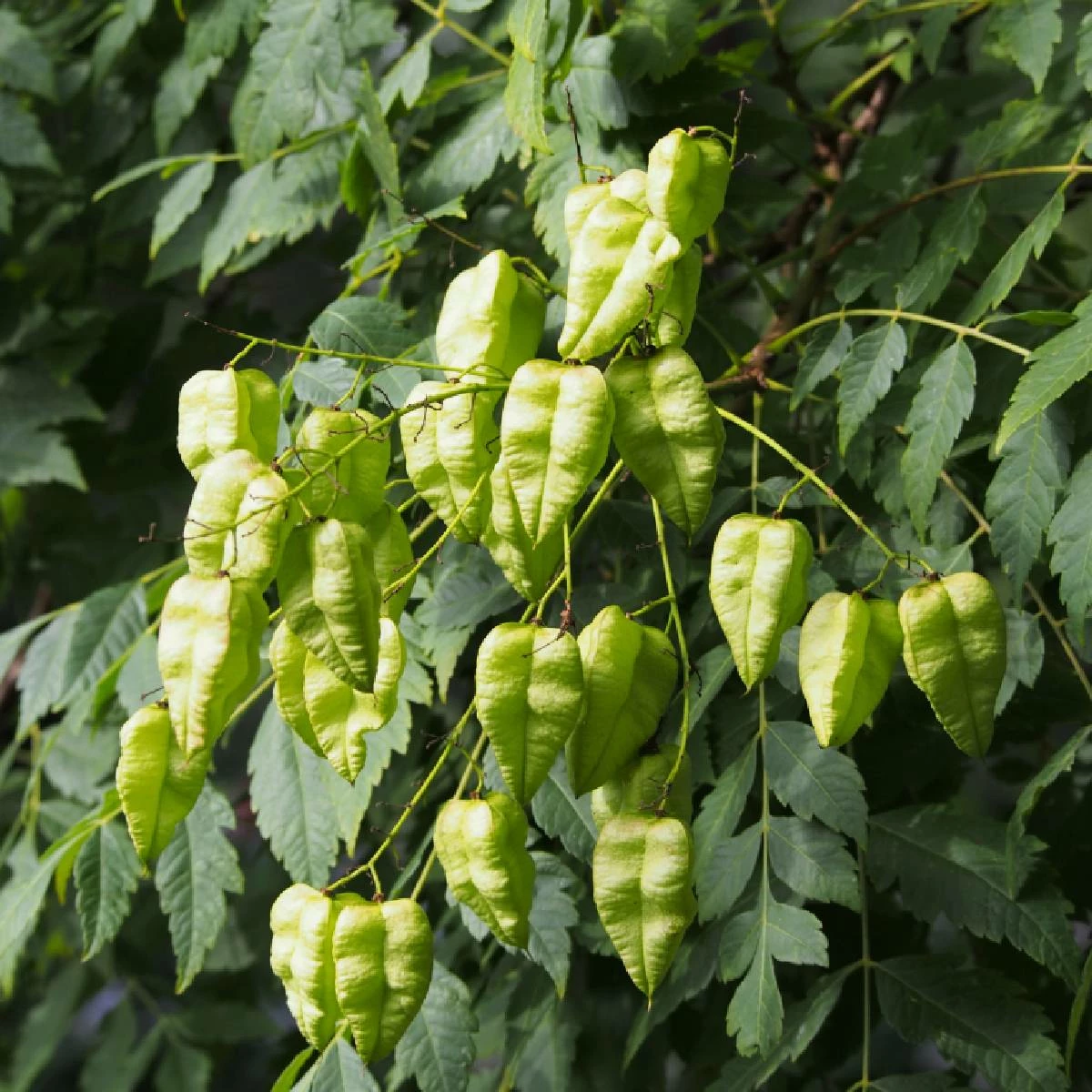 Mydleniec Wiechowaty