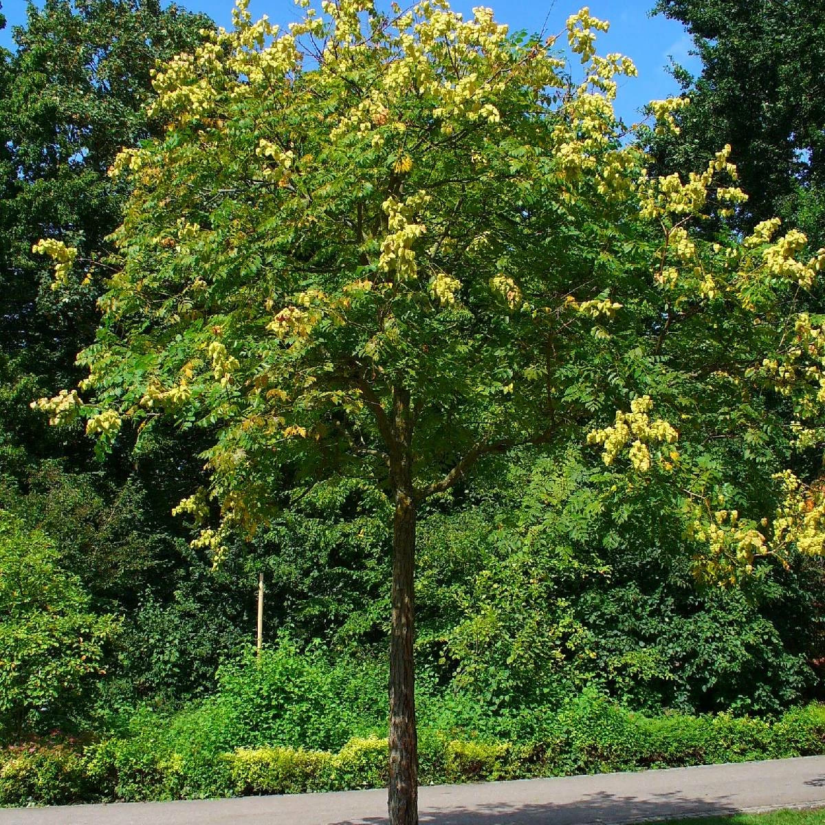 Mydleniec Wiechowaty - obrazek 2