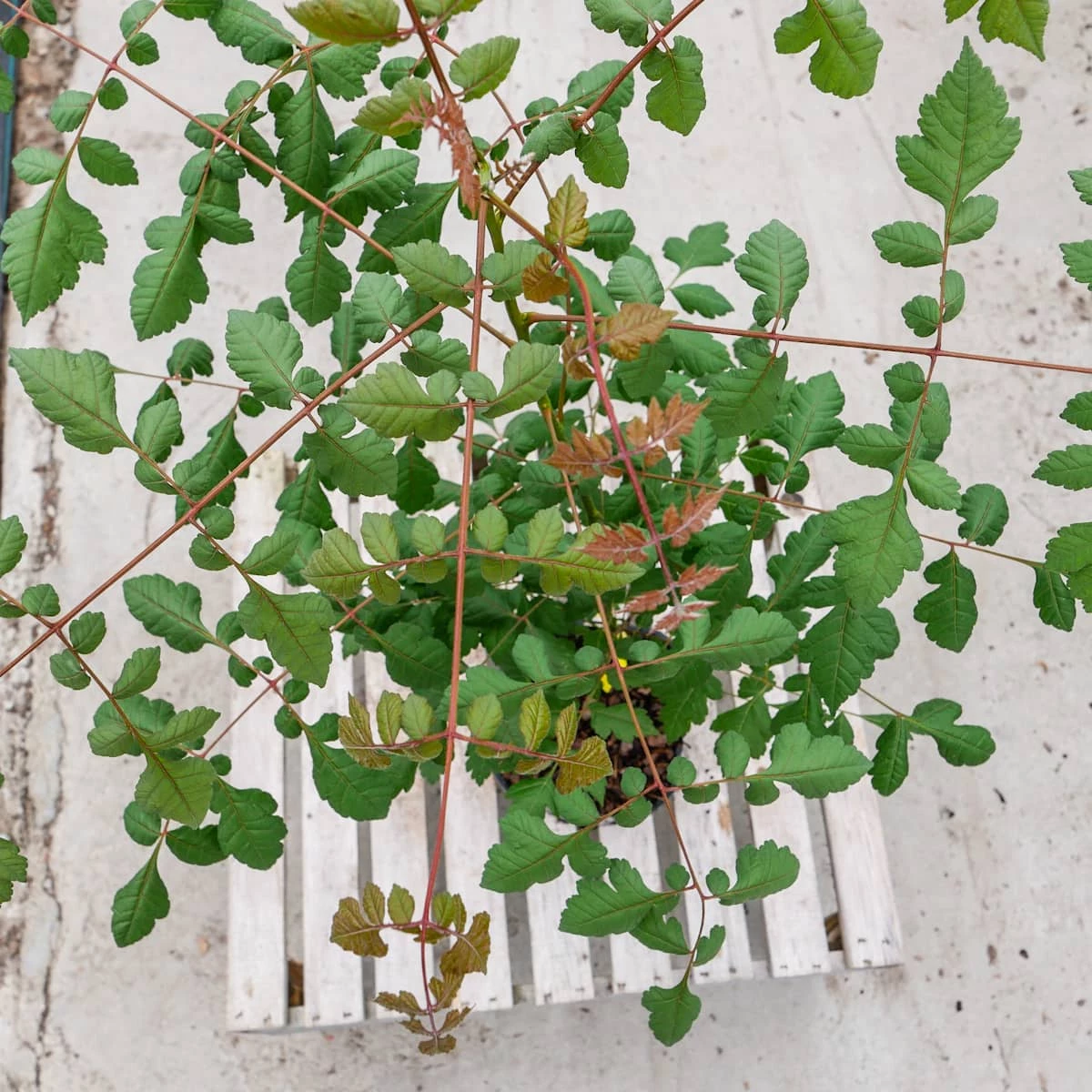 Mydleniec Wiechowaty - obrazek 5