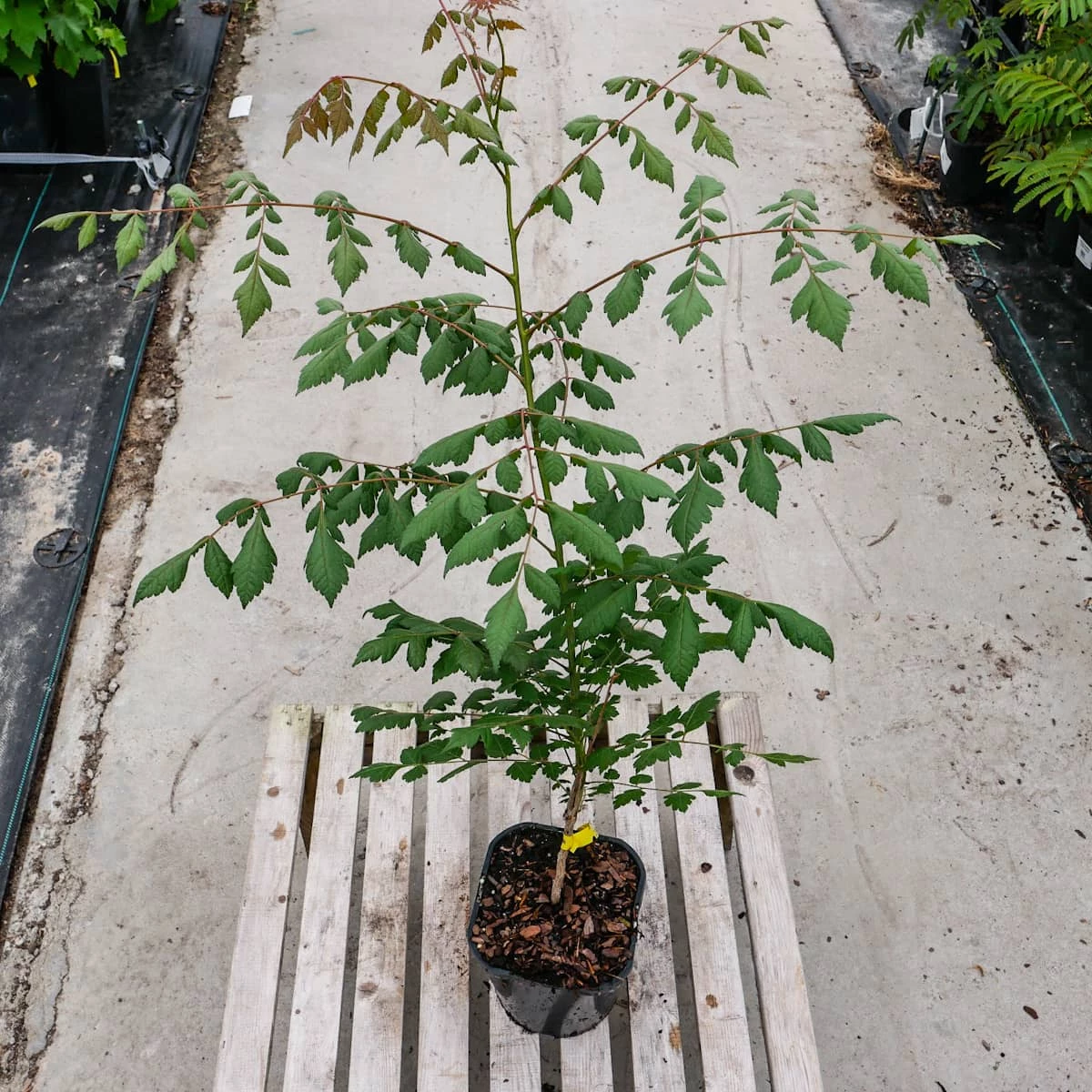 Mydleniec Wiechowaty - obrazek 4