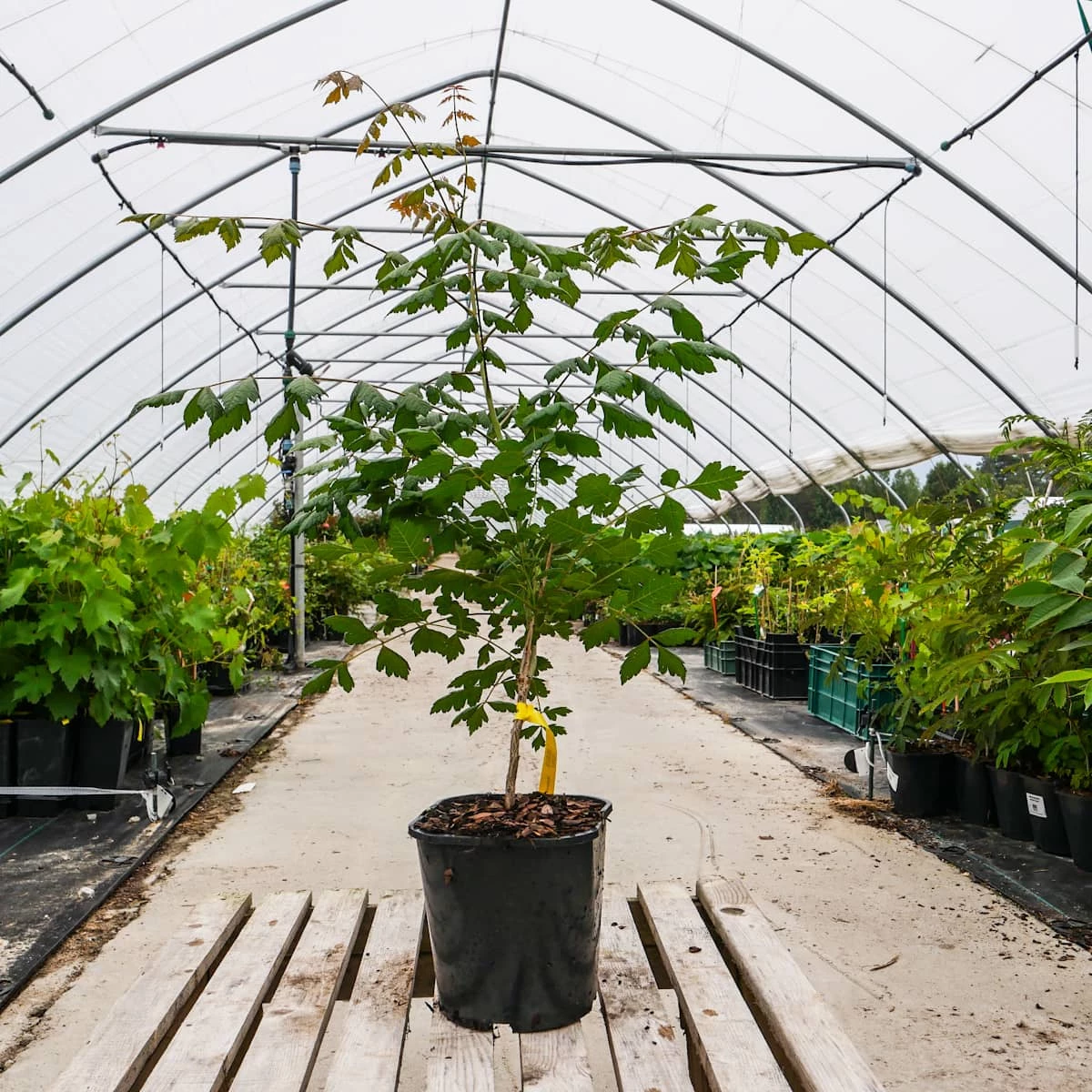 Mydleniec Wiechowaty - obrazek 3