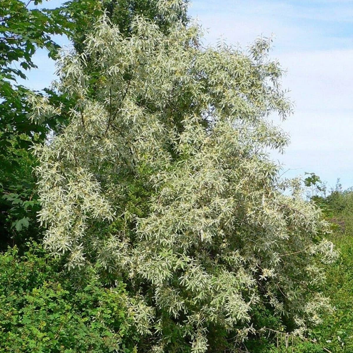 Oliwnik Wąskolistny (C2) - obrazek 2