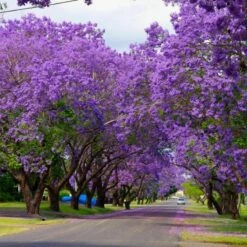 Paulownia Puszysta CESARSKIE DRZEWKO SZCZĘŚCIA