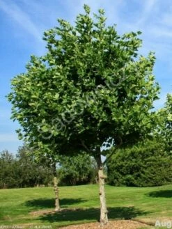 Platan Klonolistny Obw. (4-6cm)