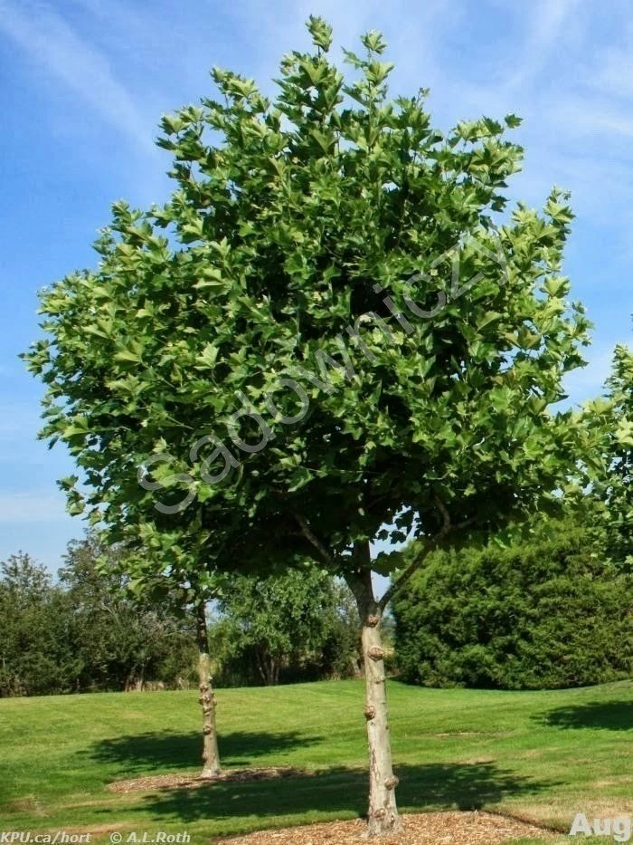 Platan Klonolistny Obw. (4-6cm)