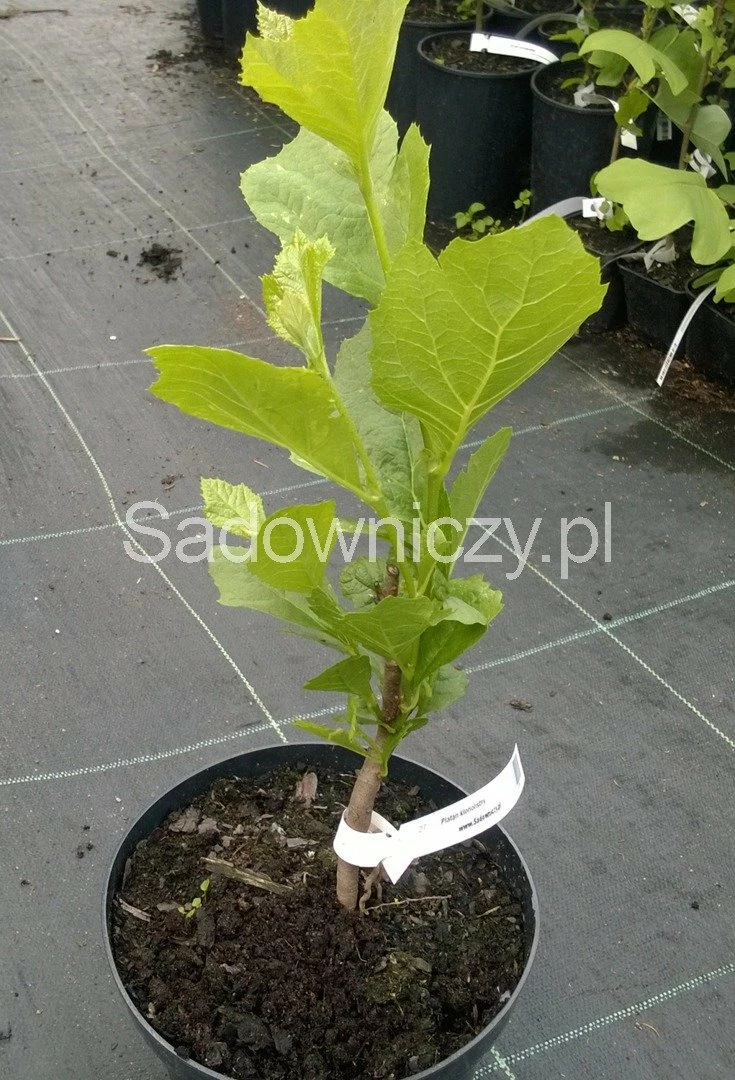 Platan Klonolistny Obw. (4-6cm) - obrazek 3