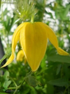 Powojnik Clematis Botaniczny Bill Mackenzie