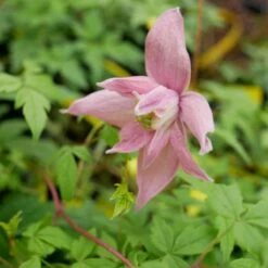 Powojnik Clematis Botaniczny Markham's Pink