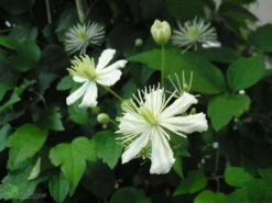Powojnik Clematis Botaniczny Paul Farges