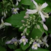 Powojnik Clematis Okrywowy Praecox