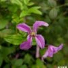 Powojnik Clematis Różnolistny Heather Herschell GI