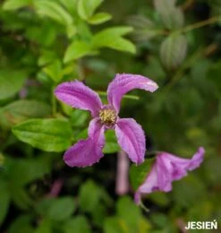 Powojnik Clematis Różnolistny Heather Herschell GI