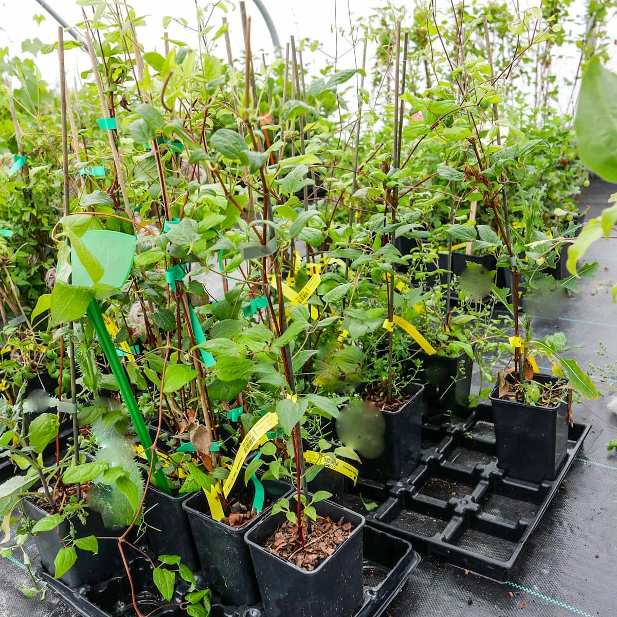 Powojnik Clematis Wielkokwiatowy Bałtyk - obrazek 4