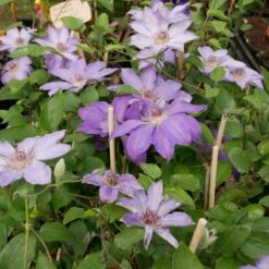 Powojnik Clematis Wielkokwiatowy Bałtyk
