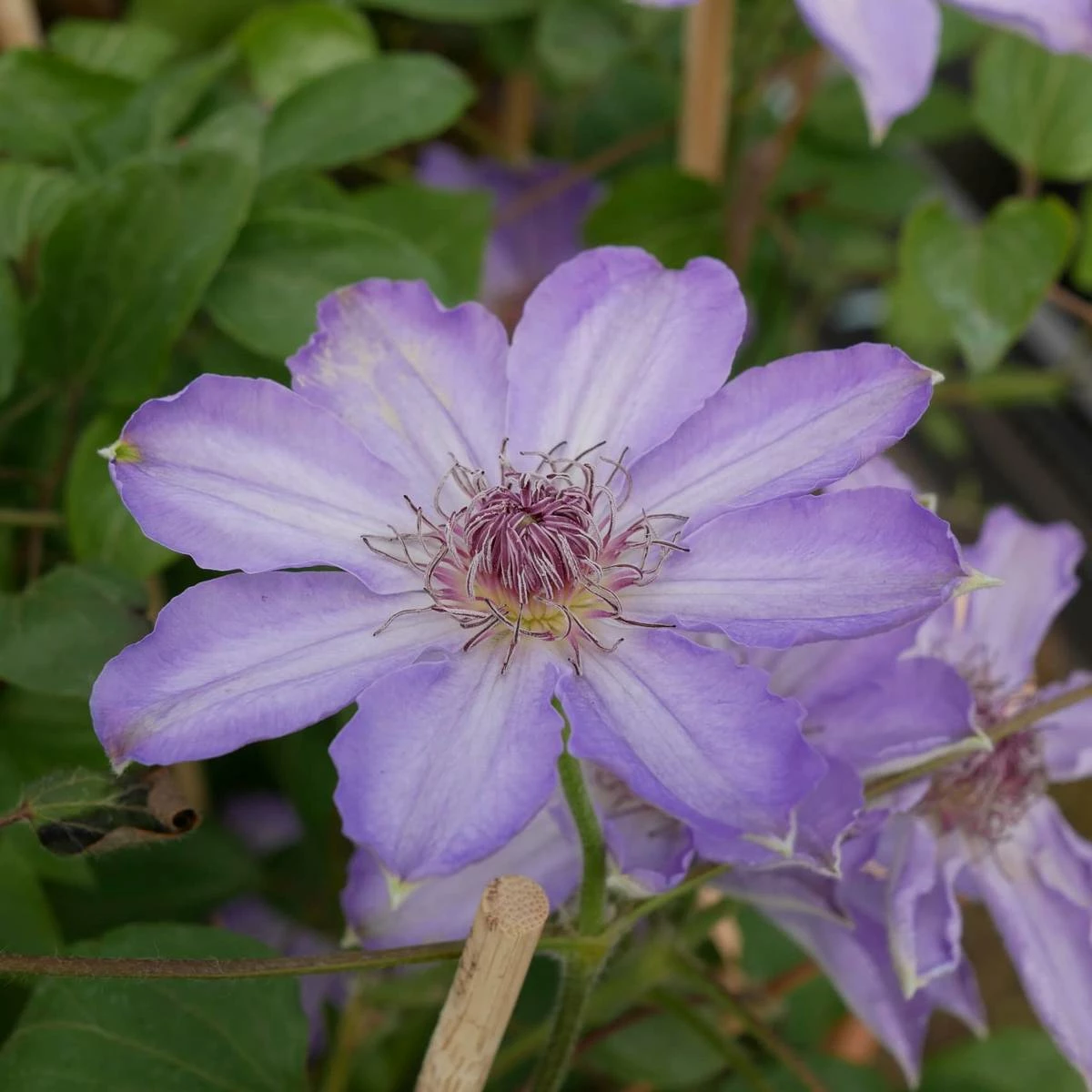 Powojnik Clematis Wielkokwiatowy Bałtyk - obrazek 2