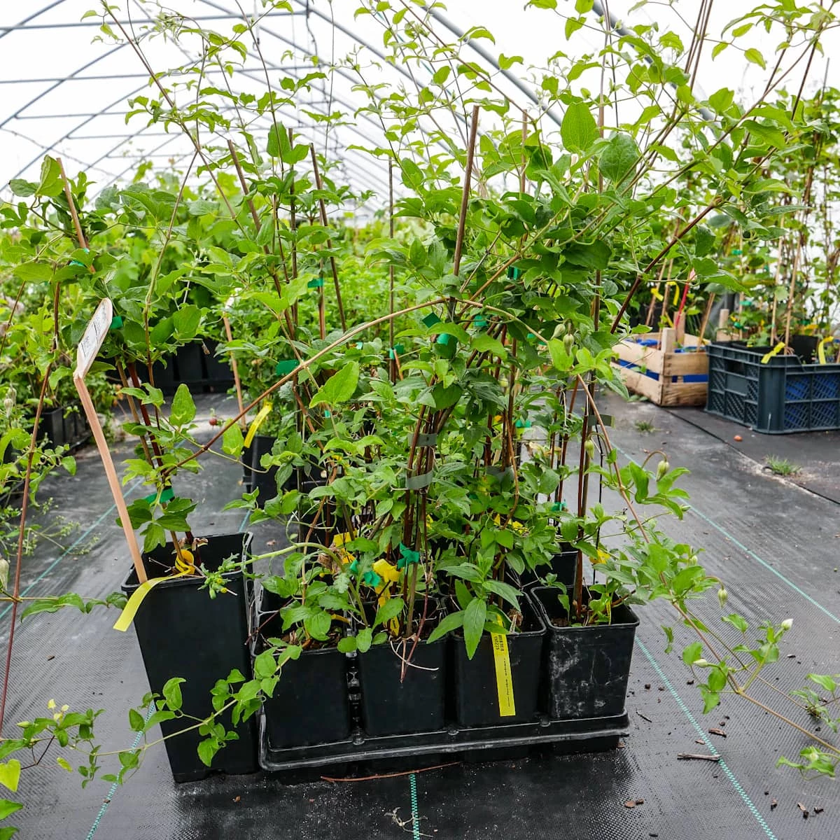 Powojnik Clematis Wielkokwiatowy Błękitny Anioł - obrazek 3