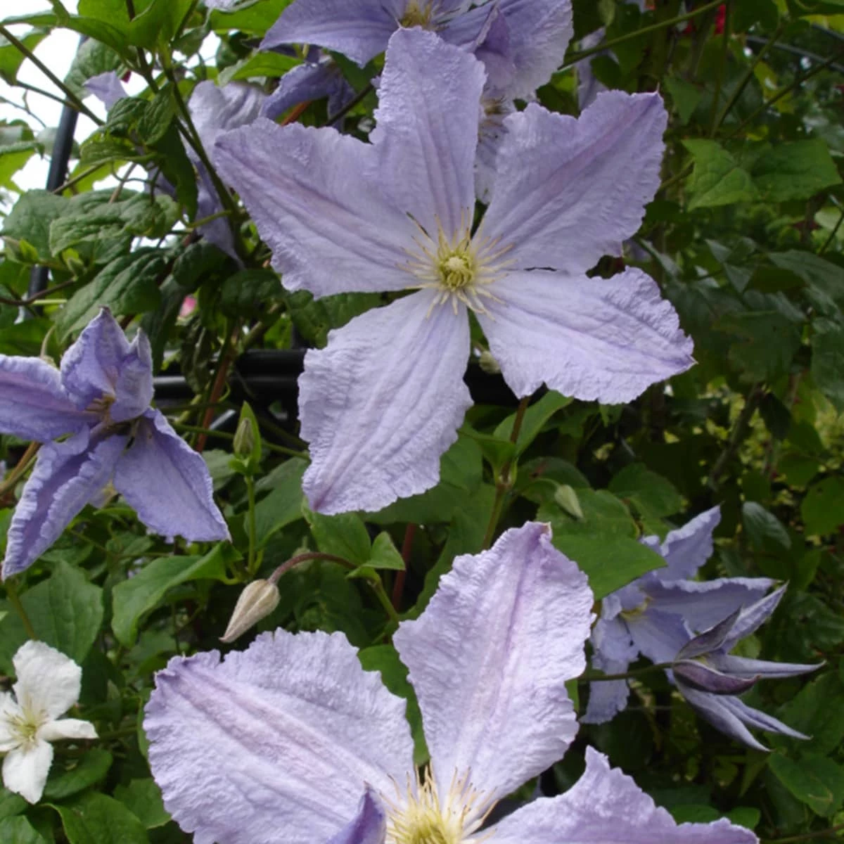 Powojnik Clematis Wielkokwiatowy Błękitny Anioł