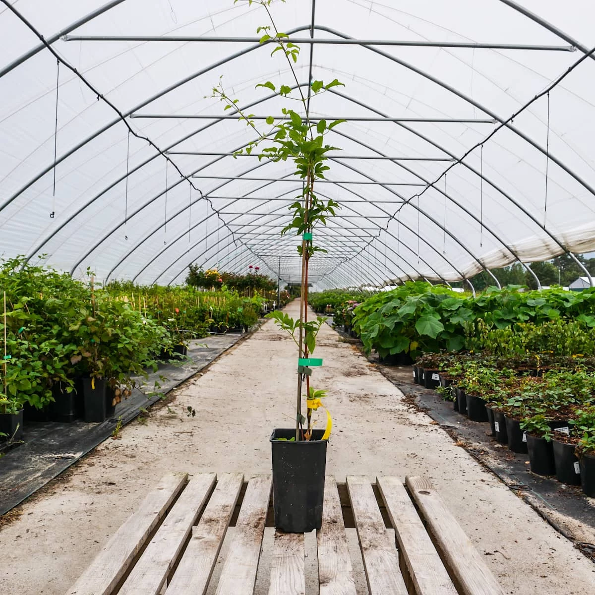 Powojnik Clematis Wielkokwiatowy Błękitny Anioł - obrazek 4