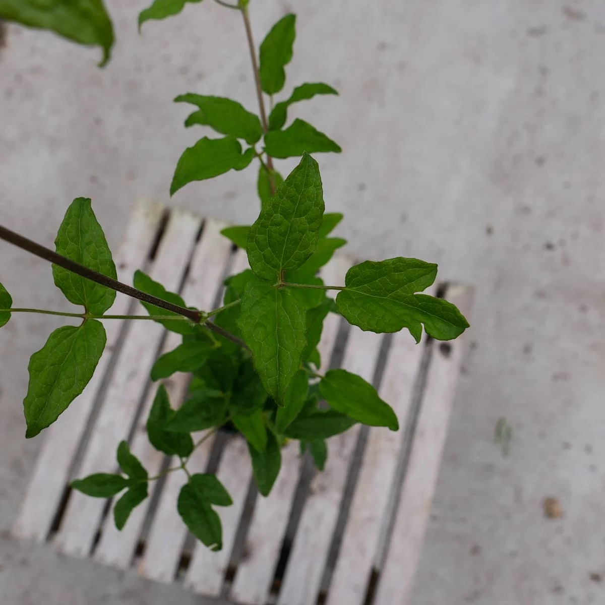 Powojnik Clematis Wielkokwiatowy Błękitny Anioł - obrazek 5