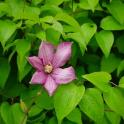 Powojnik Clematis Wielkokwiatowy Danuta