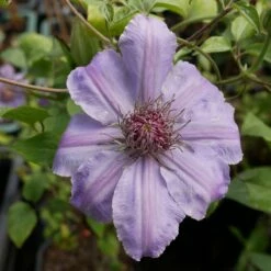 Powojnik Clematis Wielkokwiatowy Dzieci Warszawy