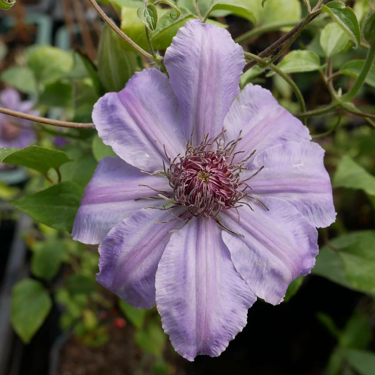 Powojnik Clematis Wielkokwiatowy Dzieci Warszawy