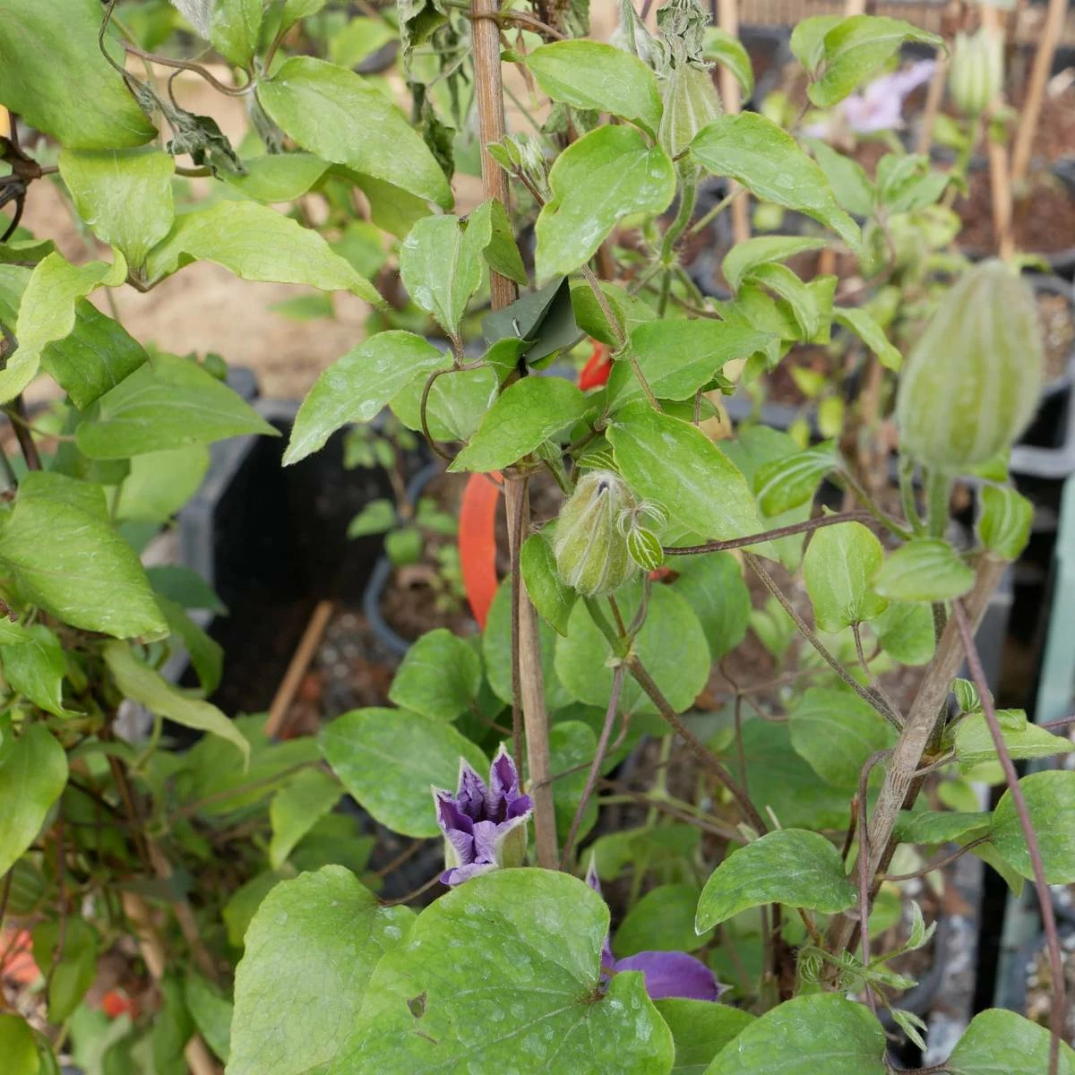 Powojnik Clematis Wielkokwiatowy Dzieci Warszawy - obrazek 2