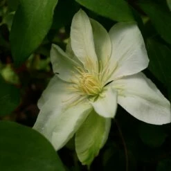 Powojnik Clematis Wielkokwiatowy Guernsey Cream