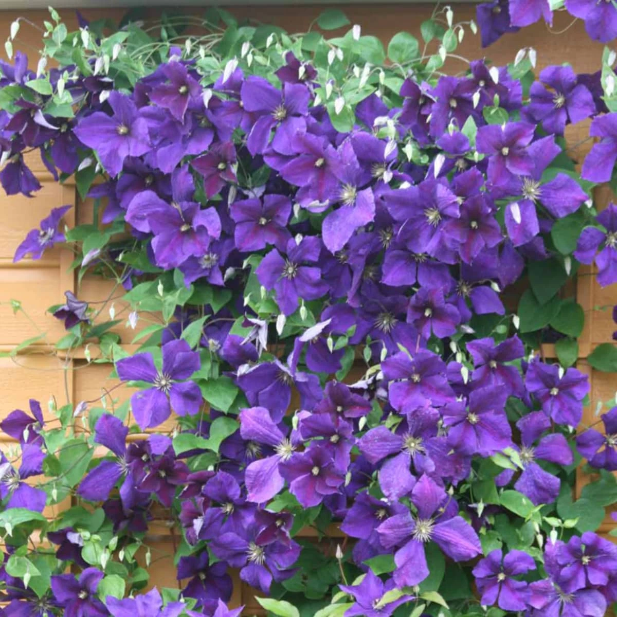 Powojnik Clematis Wielkokwiatowy Jackmanii - obrazek 2