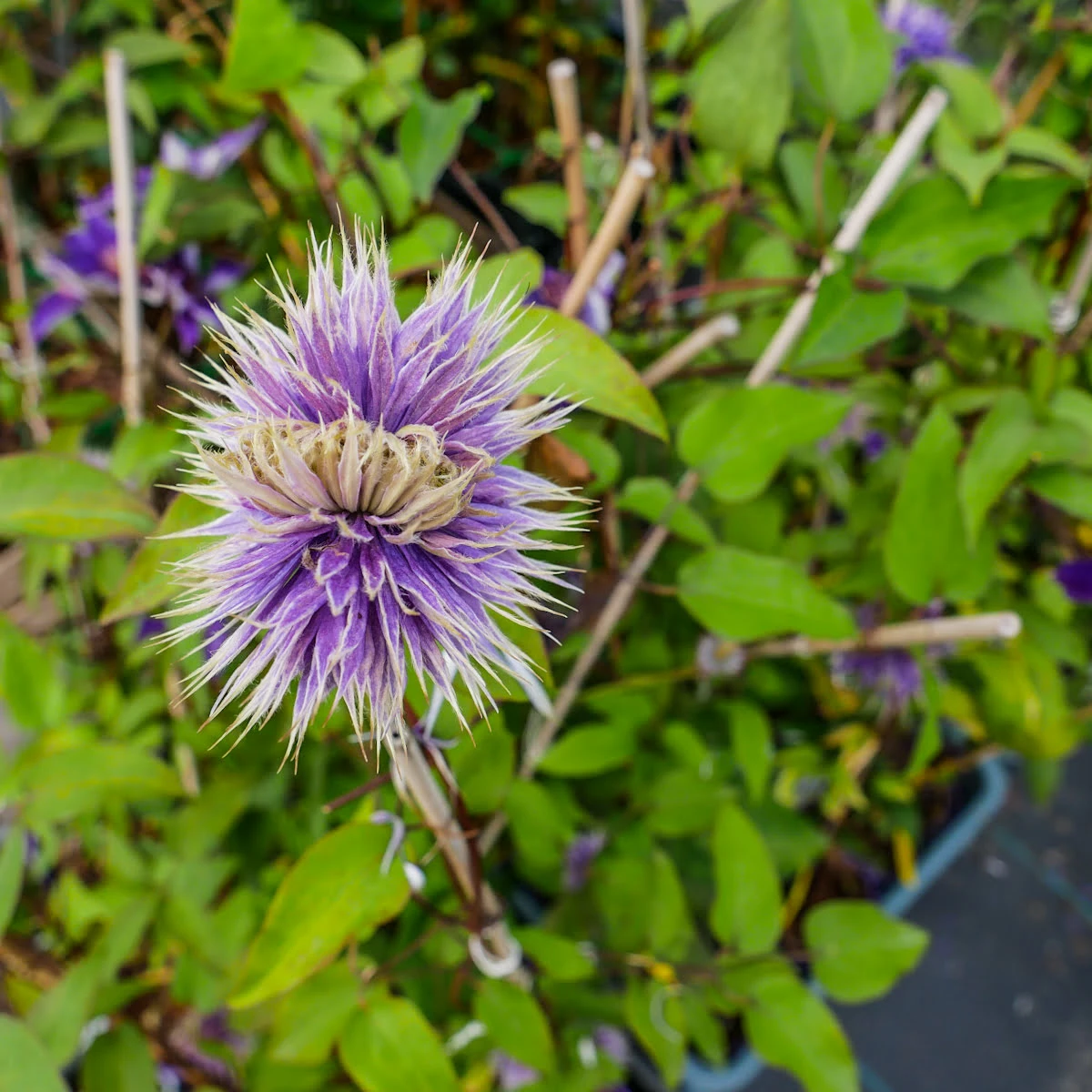 Powojnik Clematis Wielkokwiatowy Multi Blue