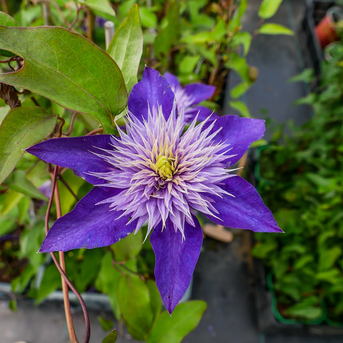 Powojnik Clematis Wielkokwiatowy Multi Blue - obrazek 2