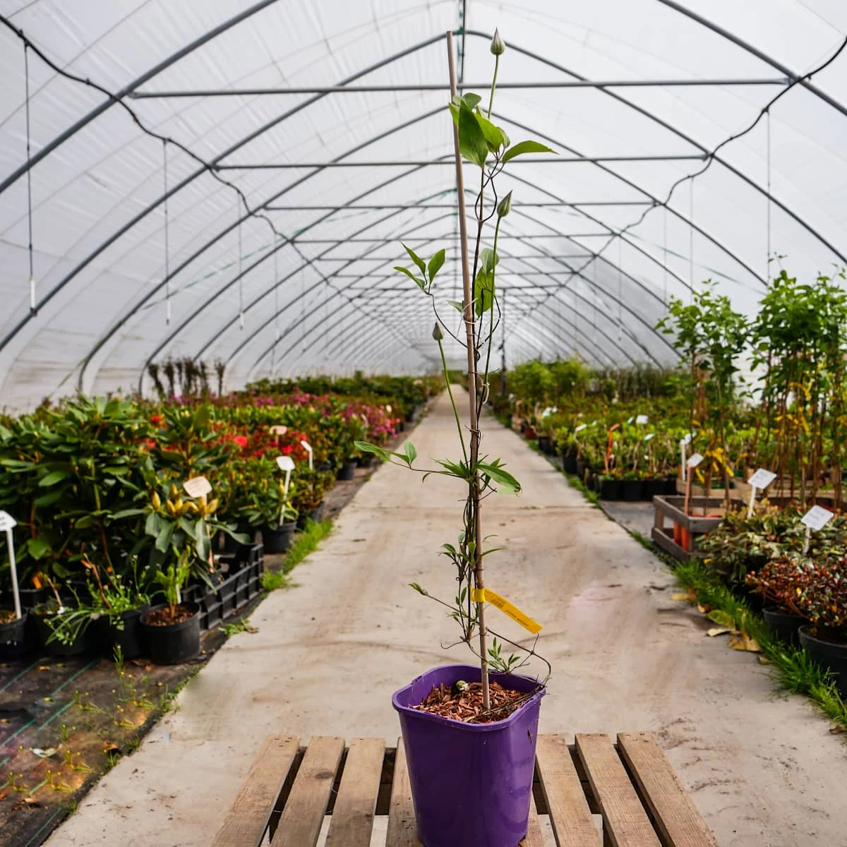 Powojnik Clematis Wielkokwiatowy Multi Blue - obrazek 5