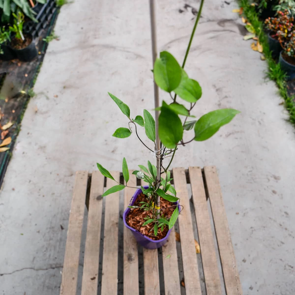 Powojnik Clematis Wielkokwiatowy Multi Blue - obrazek 3