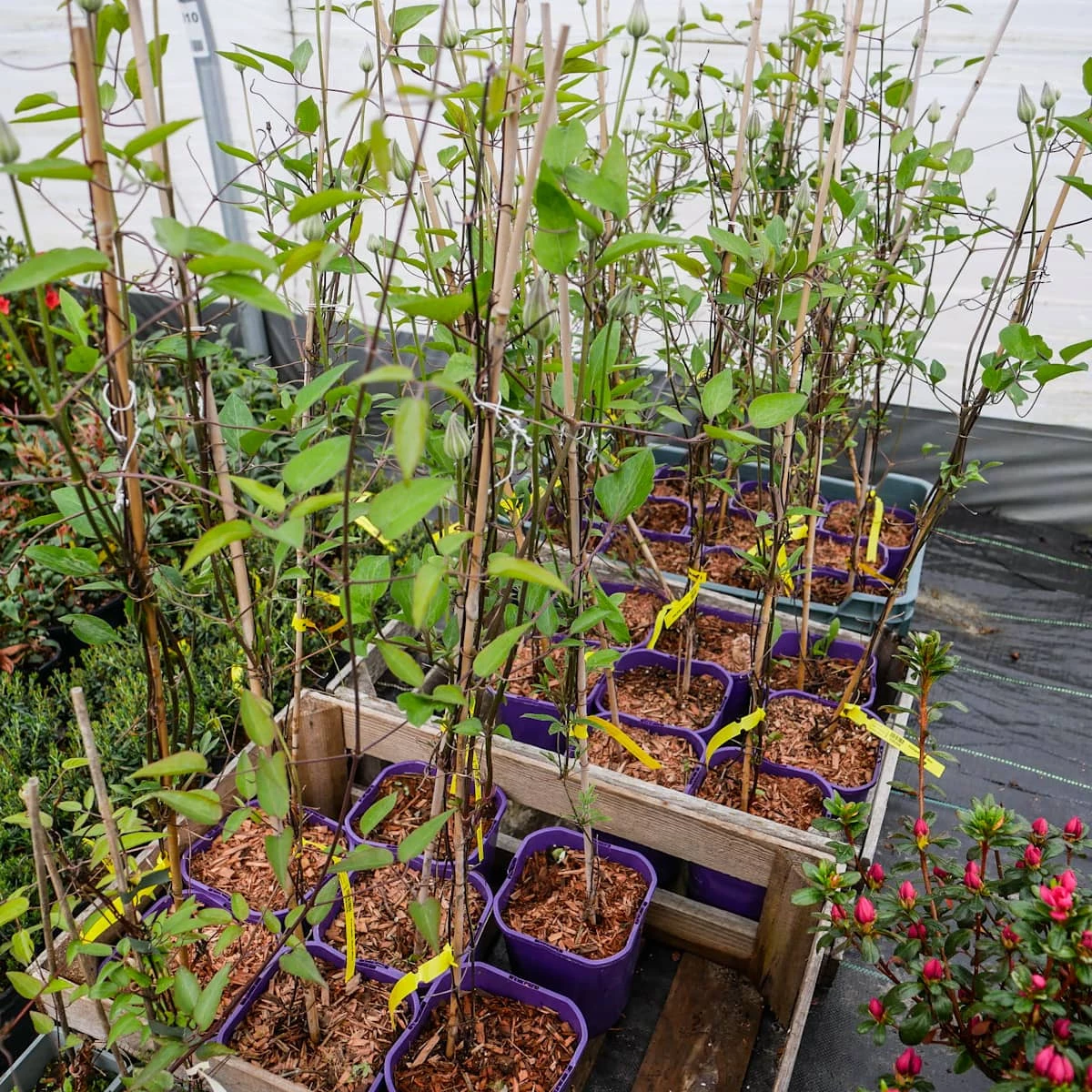 Powojnik Clematis Wielkokwiatowy Multi Blue - obrazek 4