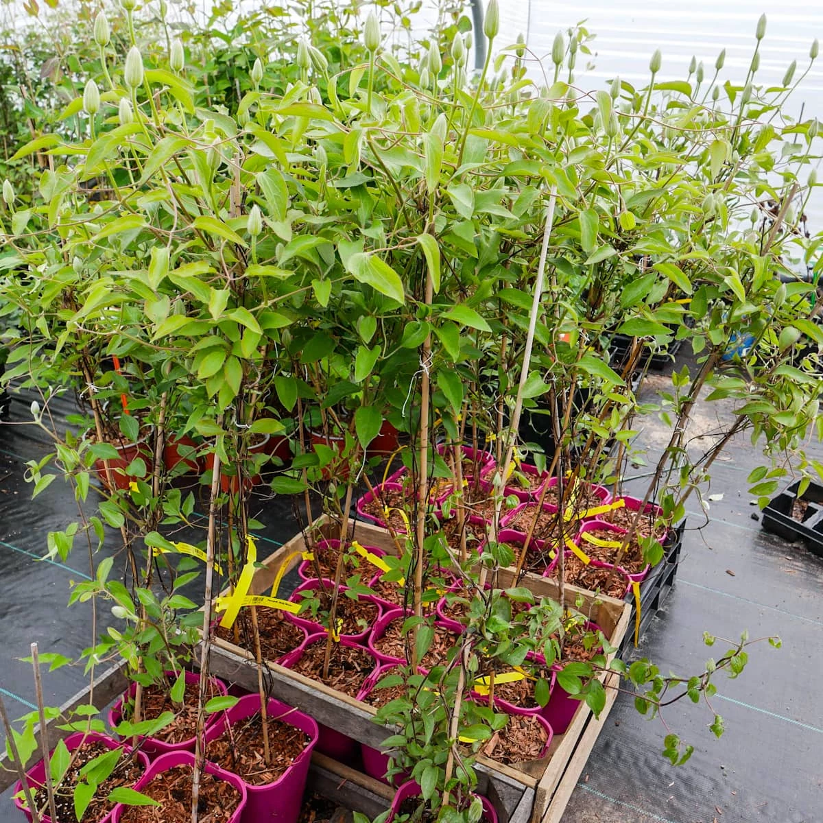 Powojnik Clematis Wielkokwiatowy Nelly Moser - obrazek 4