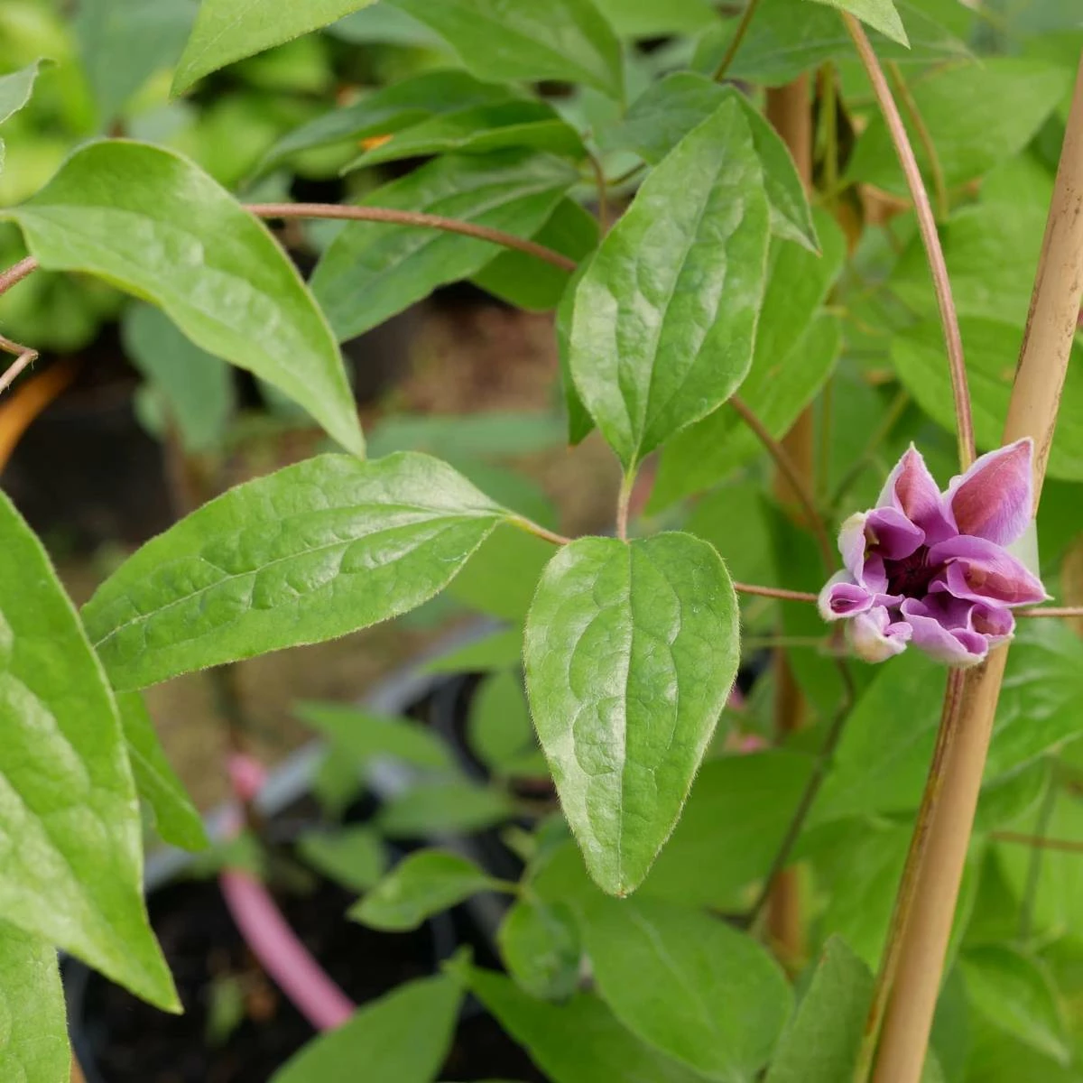 Powojnik Clematis Wielkokwiatowy Nelly Moser - obrazek 2