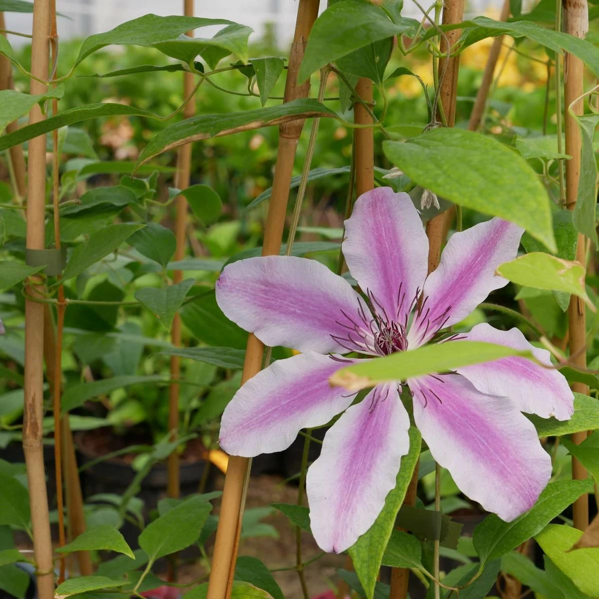Powojnik Clematis Wielkokwiatowy Nelly Moser
