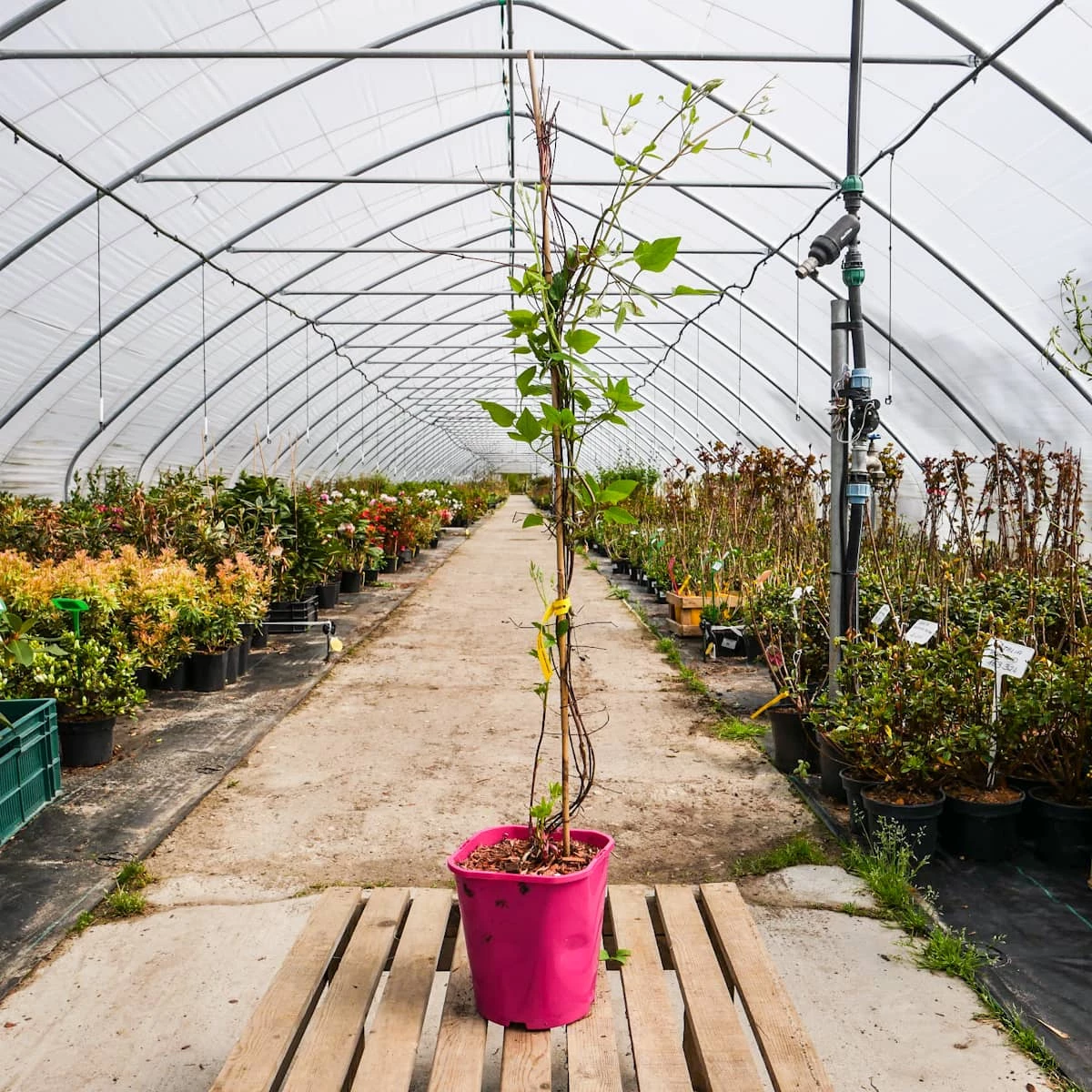 Powojnik Clematis Wielkokwiatowy Nelly Moser - obrazek 3