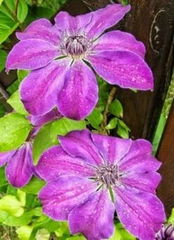 Powojnik Clematis Wielkokwiatowy Polish Spirit