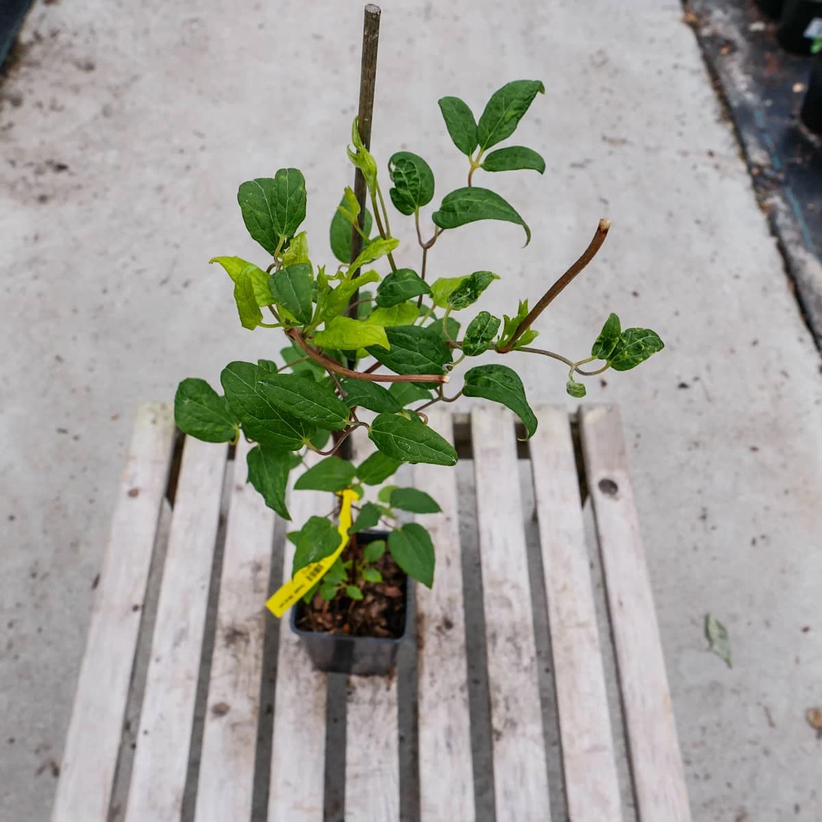 Powojnik Clematis Wielkokwiatowy The President - obrazek 5